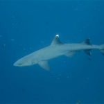Galapagos Shark