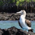 10 Alternatives To The Galapagos Islands