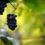 Roadside America: Long Island Wine Country
