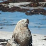 Image via Exceptional Kangaroo Island