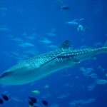 Whale Shark. Image via istolethetv.