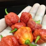 Scorpion Pepper. Image via Vicary Archangel.