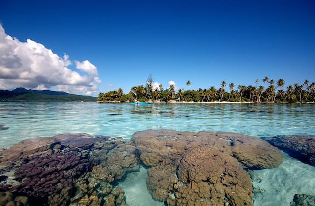 A few of the many beautiful corals in Private Island Resort's lagoon