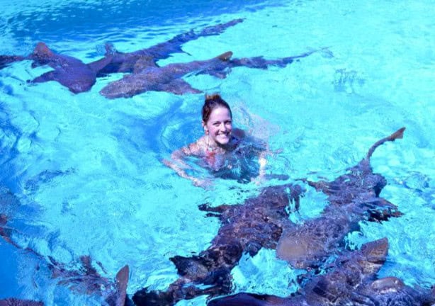 nurse sharks