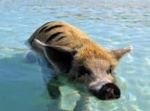 Swimming Pigs at Big Majors Spot in the Exumas Cays, Bahamas