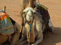 Camel in Wadi Rum