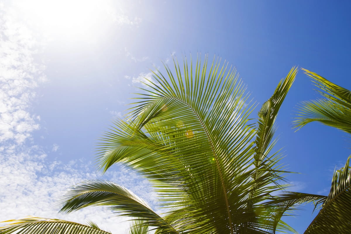 A low-angle shot looking up at the lush green fronds of several palm trees in Kokrobite, Ghana. The sun shines brightly through the leaves from the upper left, casting a lens flare against a brilliant, clear blue sky dotted with soft, wispy white clouds.