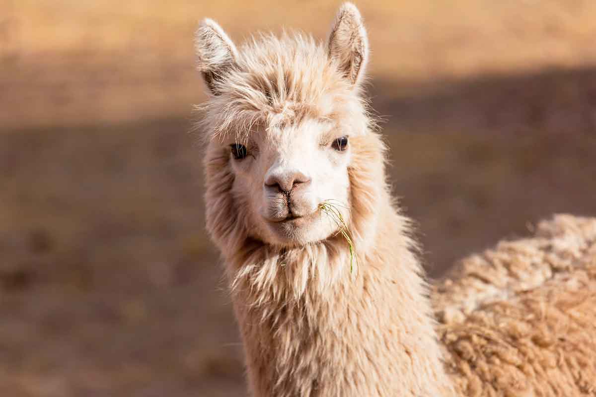A close-up of a llama with a fluffy, white coat, standing outdoors with a soft-focus background. The llama's expressive eyes and gentle demeanor are captured in the natural light.