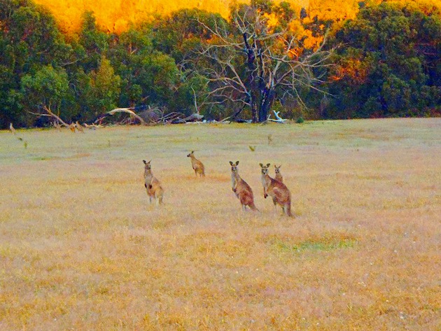 kangaroos 