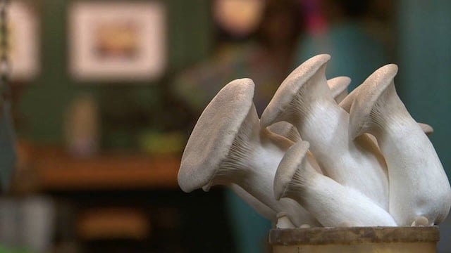 hamakua mushrooms