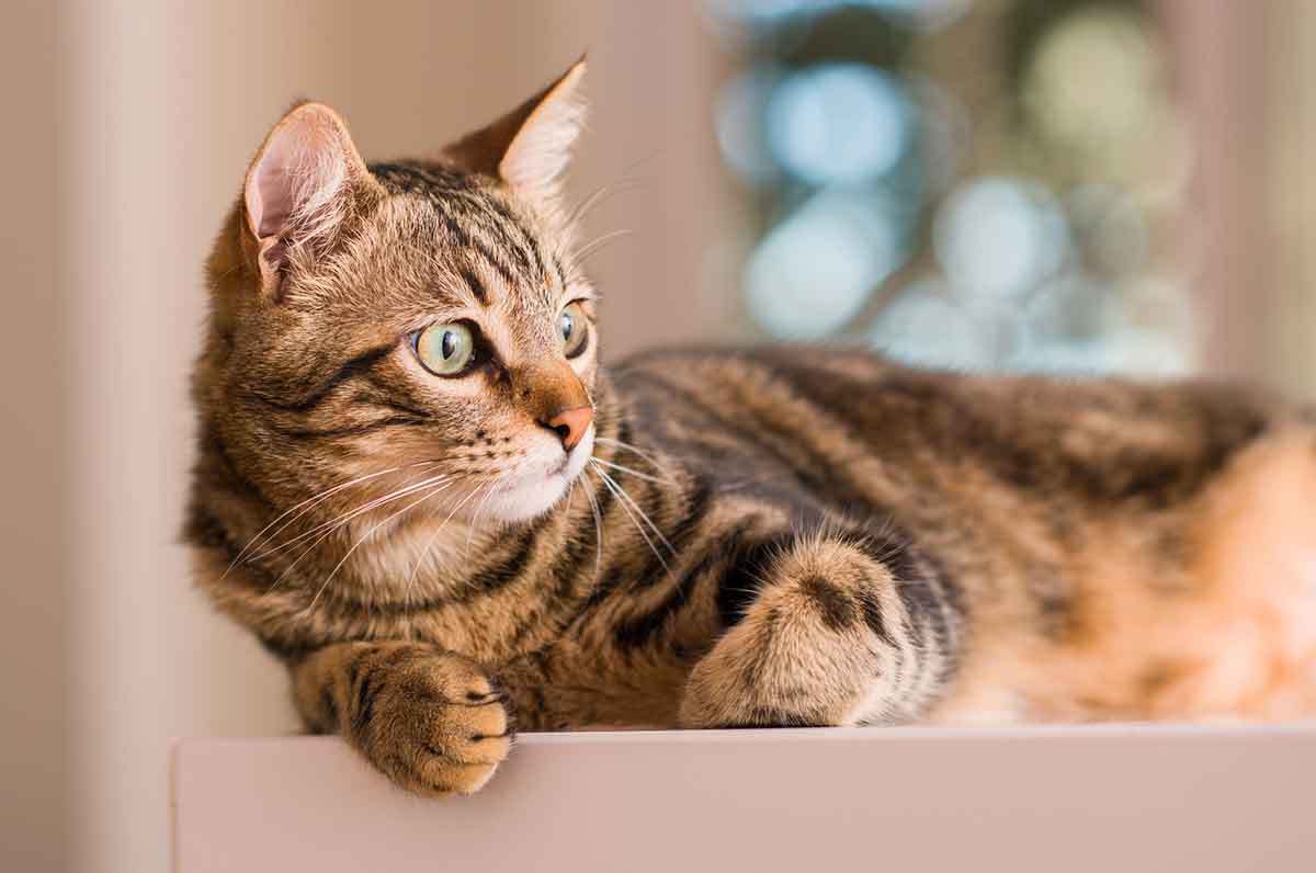 A tabby cat with green eyes lies on a ledge indoors, looking off to the side with its front paws tucked under its body.