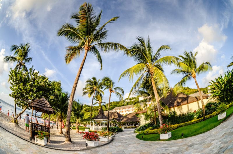 palm trees at the BodyHoliday, a top St. Lucia wellness retreat