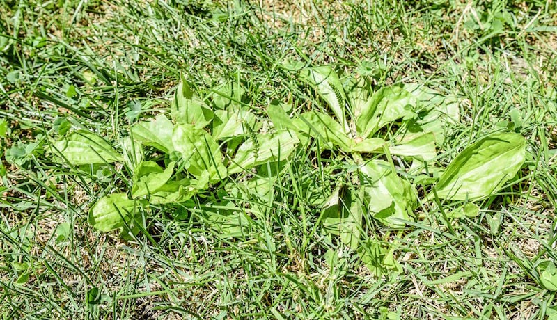 foraging in central park for common plantain