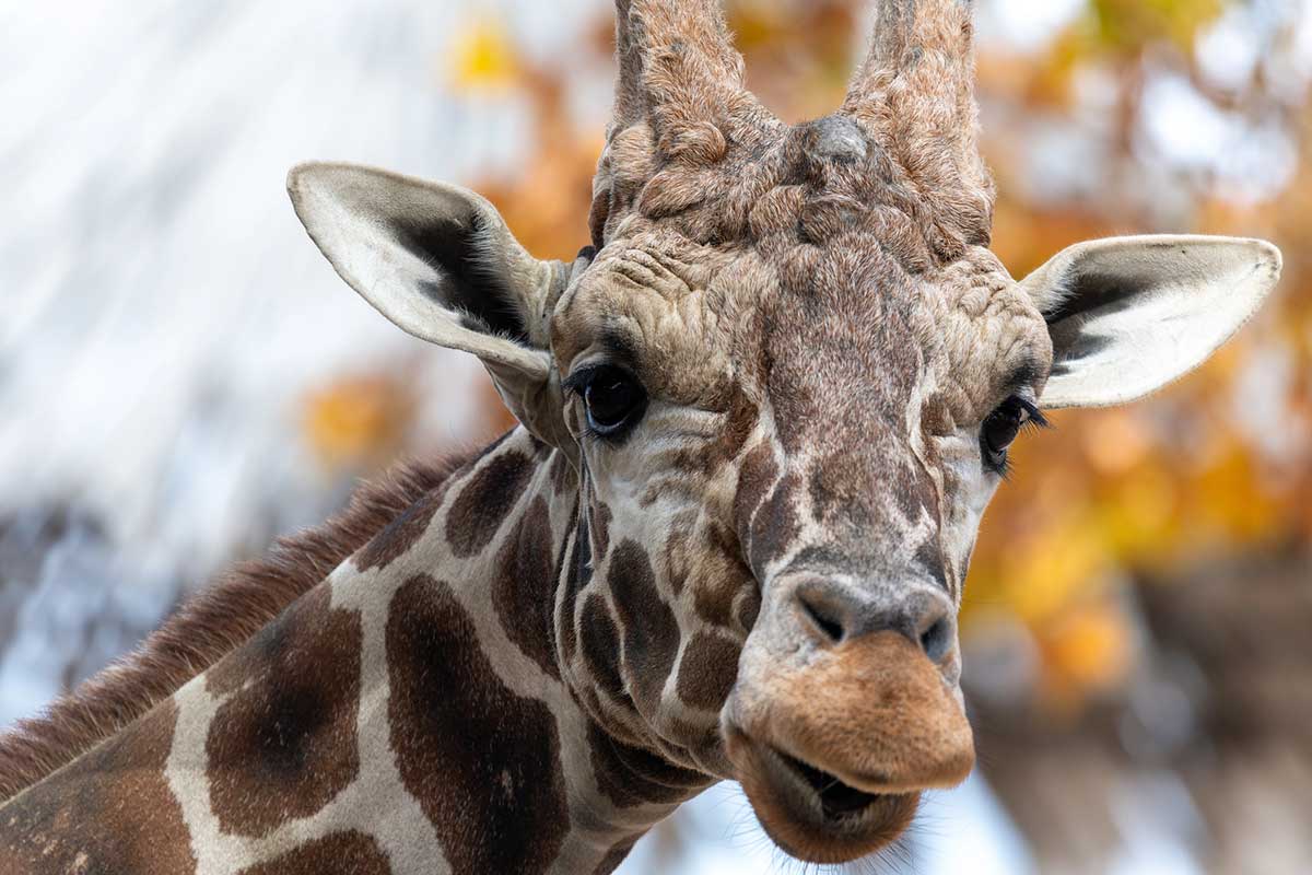 Close up of a giraffe with golden leaves in the background.
