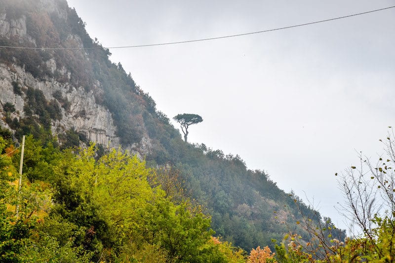 Path of the Gods Amalfi Coast trees