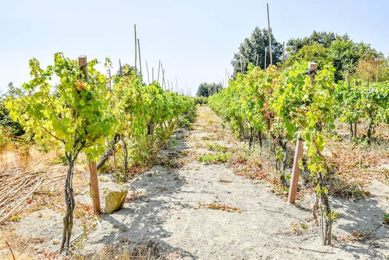ischia vineyards
