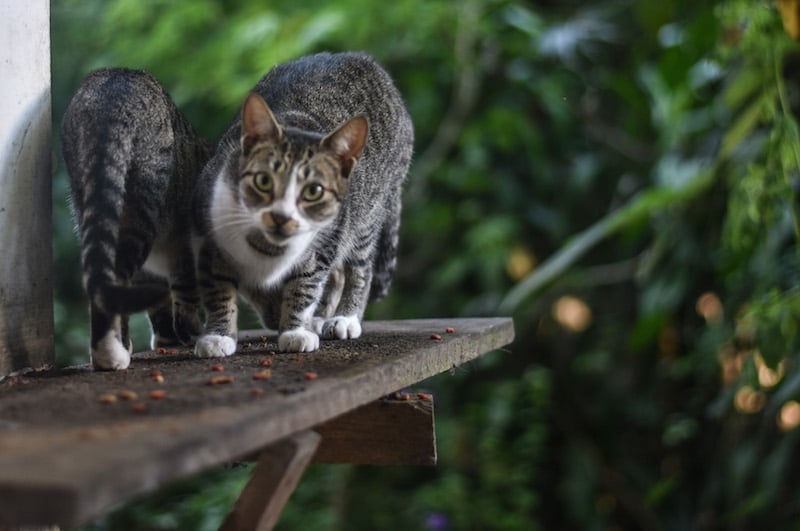 spanish schools in nicaragua with cats