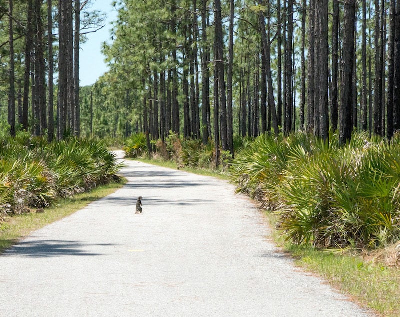 fun things to do in pasco county, florida