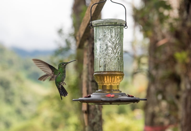 hummingsbirds in boquete, panama