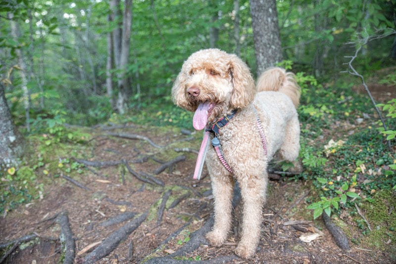 hiking in adirondack park with a dog