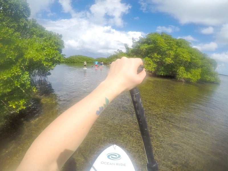 Paddling through the mangroves in Guadeloupe