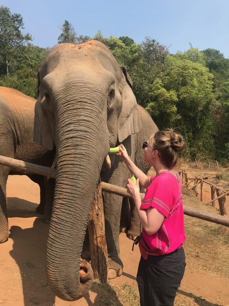 Feeding elephants in Thailand.