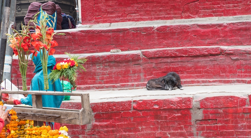 dog sleeping at kathmandu temple