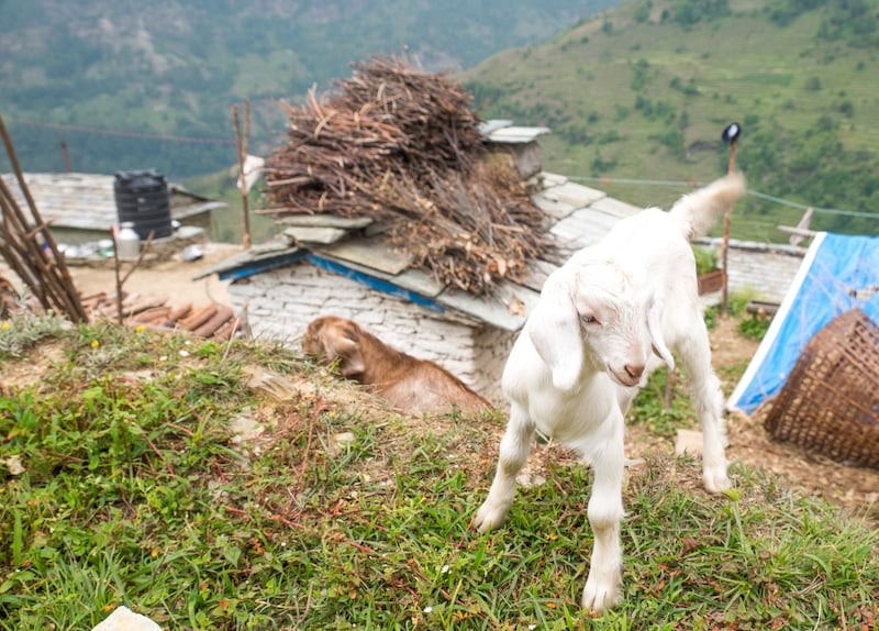 goat in nepal