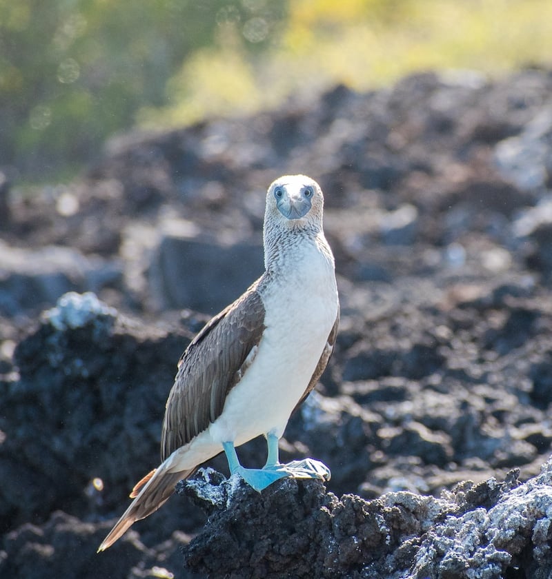 blue-footed booby galapagos