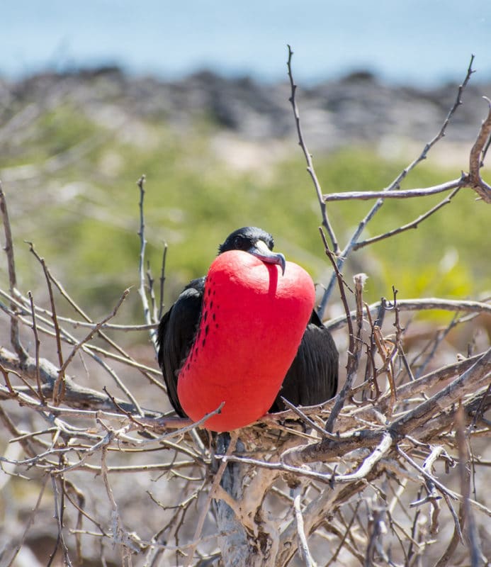 magnificent frigate bird on north seymour island galapagos