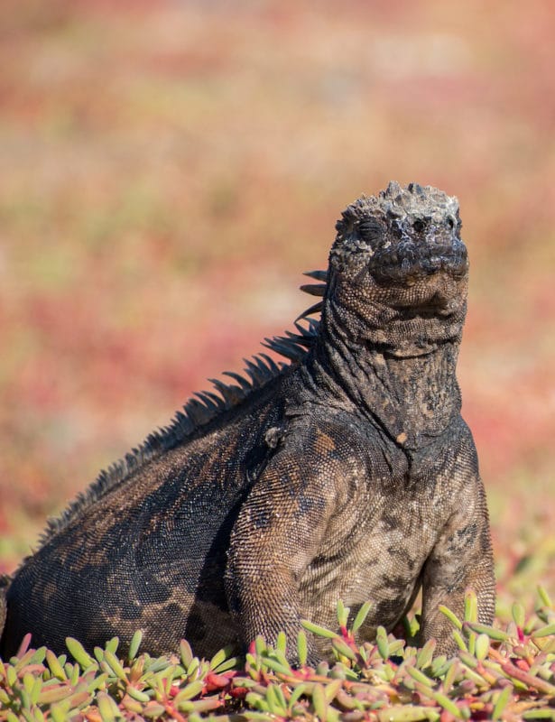 marine iguana galapagos