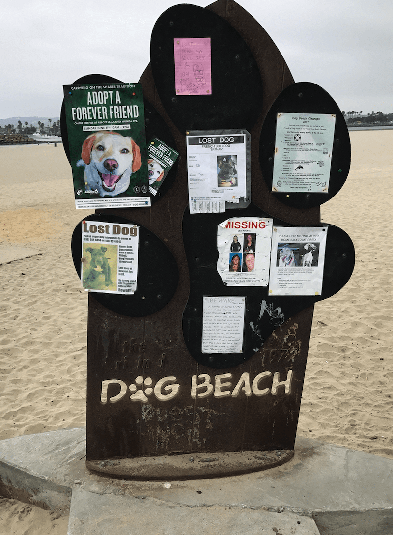 say yes to travel dog beach