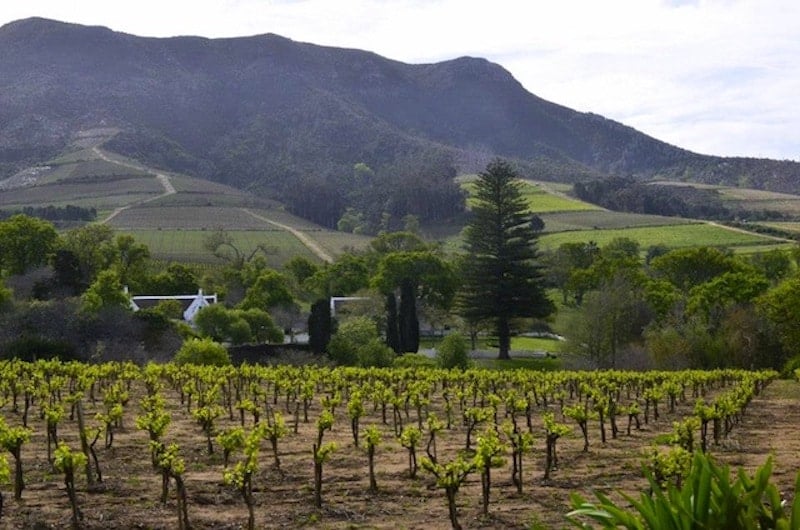 Constantia vineyards are one of the best places to visit in South Africa near Cape Town