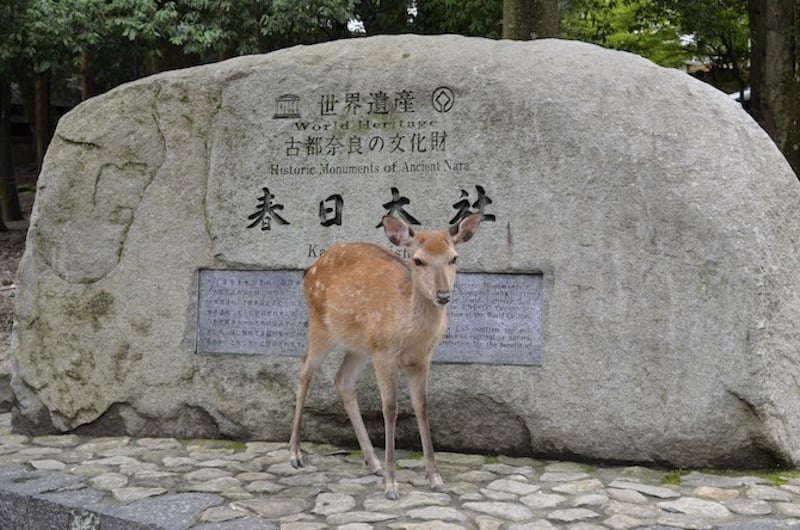 Deer in Nara while enjoying Asia travel Japan