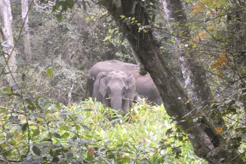 Elephant sighting while traveling in Asia