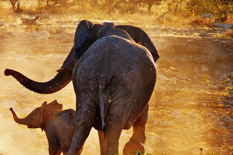 Elephants on a south african safari