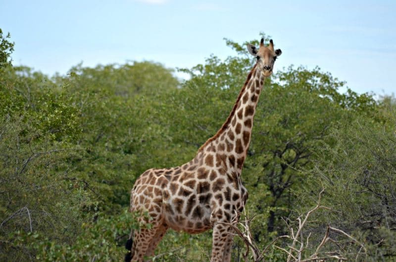 giraffe during africa safari travel in Etosha National Park