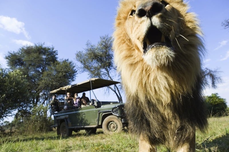 Lions on an Africa travel safari