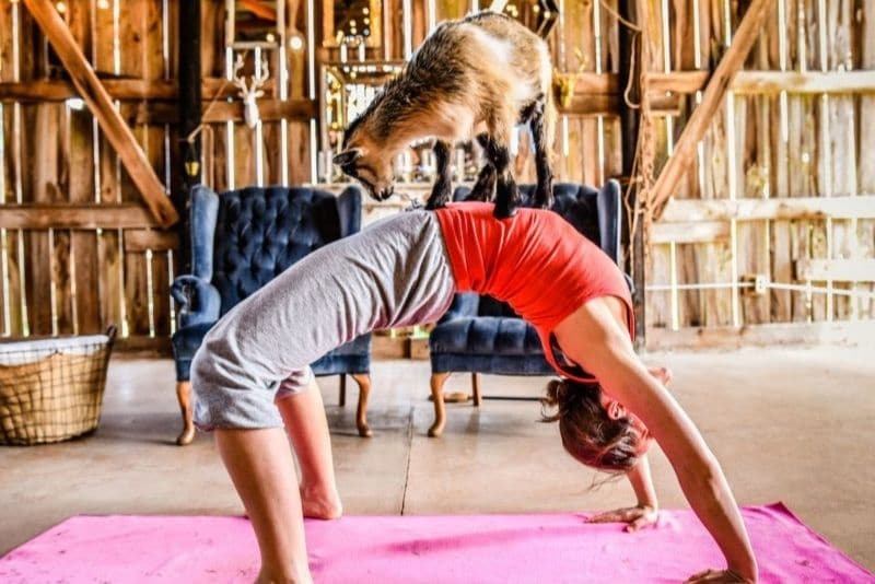 travel to wellness on a goat yoga retreat
