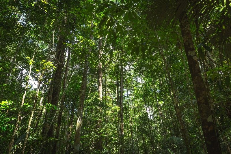 adventure tours in the Amazon Jungle