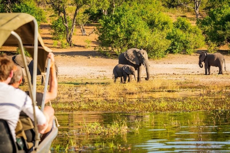 elephants, a common sighting on safari adventure holidays