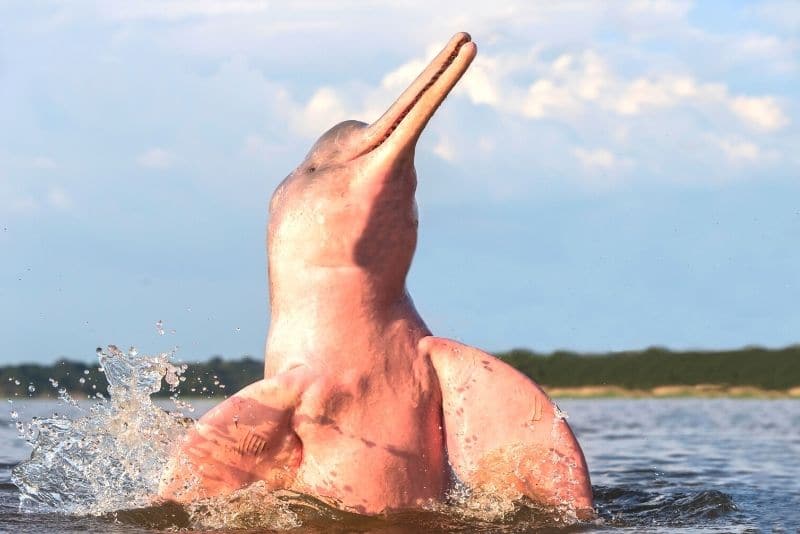Amazing adventure vacations seeing pink dolphins in the Amazon