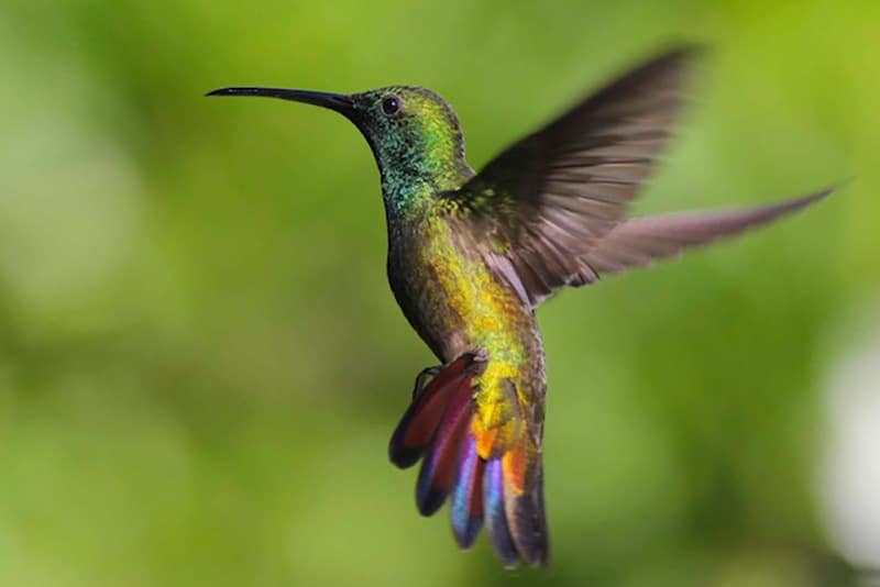 Flying hummingbird spotted by a Caribbean bird guide 