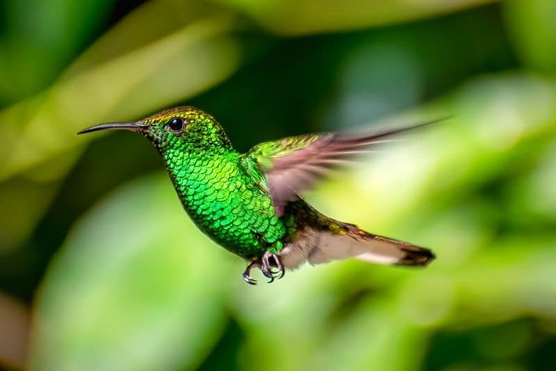 Hummingbird flying while enjoying Costa rica travel adventures 