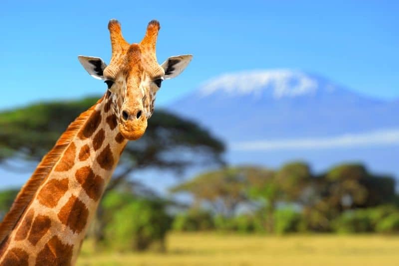 Giraffe, a common sighting on an active trip in Kilimanjaro