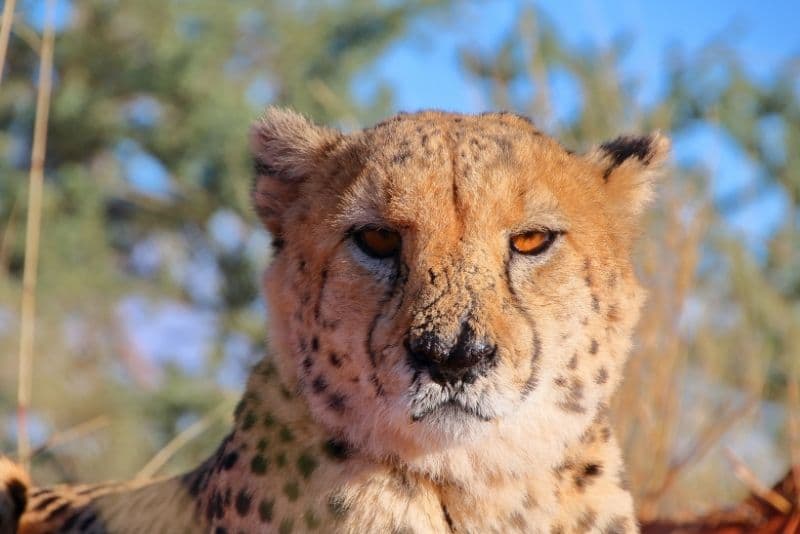 cheetah on safari during a trip to Africa