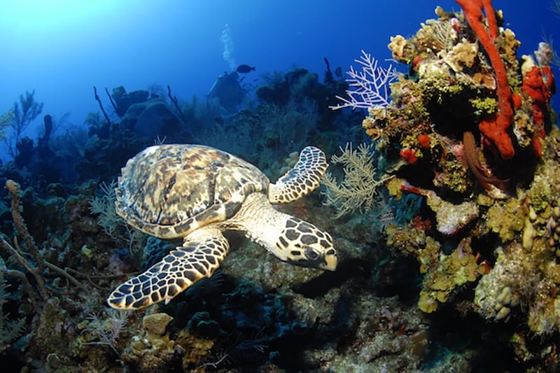 Cayman Islands travel guide diving