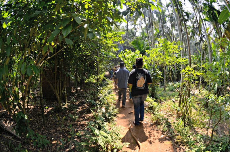 Asia tourism in Goa on a spice farm
