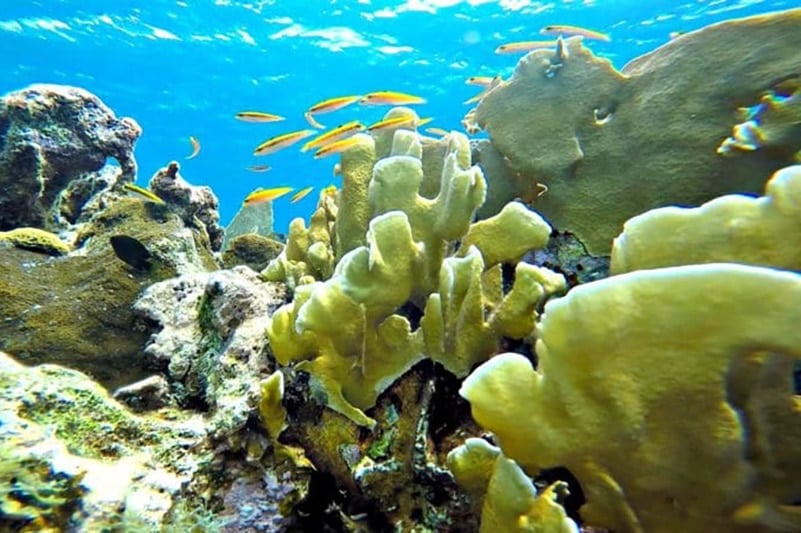 Snorkeling is a must-have activity in any Honduras travel guide