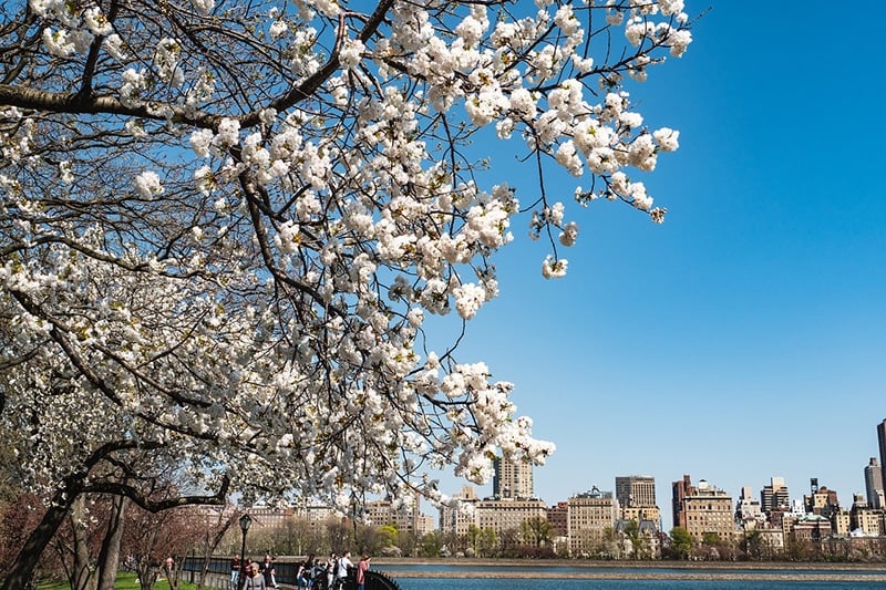 Cherry blossoms near the reservoir, one of the top Central Park Instagram spots